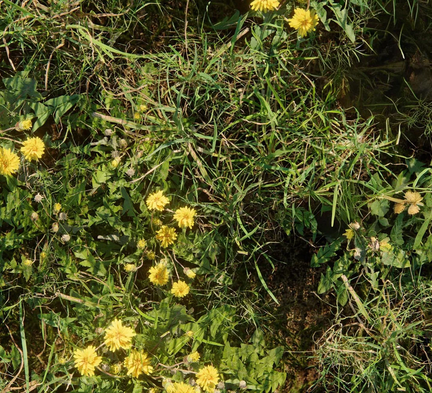 Fine-detail nature